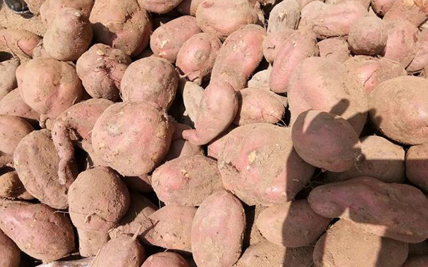 紅薯渣烘干機(jī)問(wèn)題分析 紅薯渣烘干機(jī)問(wèn)題分析